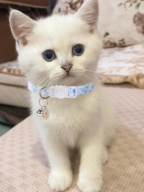 10PC Floral Cat Collar Set - Image 2