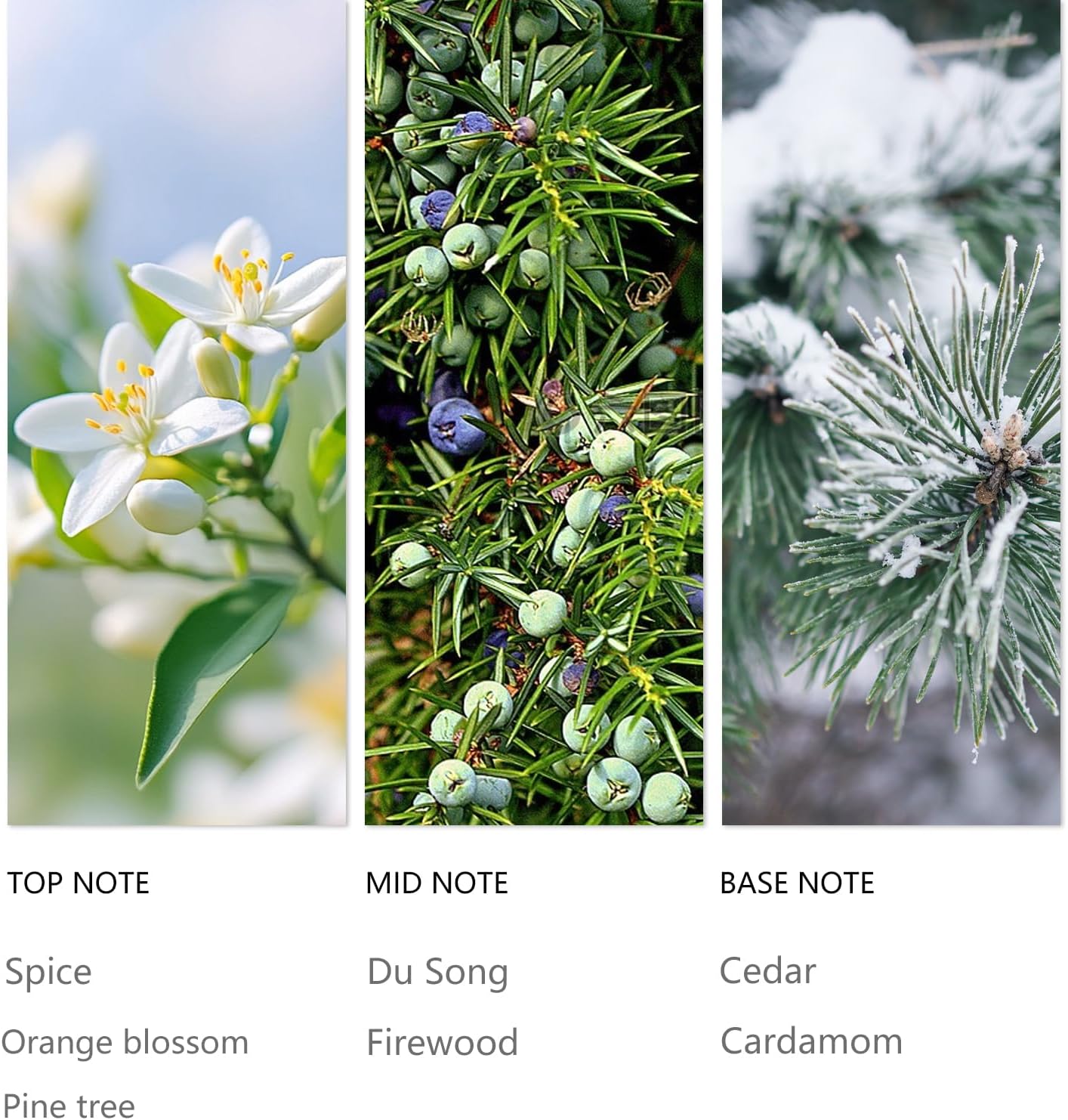 Hotel Waterless Diffuser Oil Winter Pine, Essential Scent Oil Usage Cold Air Waterless Diffuser, Luxury Scents Oils Fragrance Bottle120 ML Home Natural Flavour